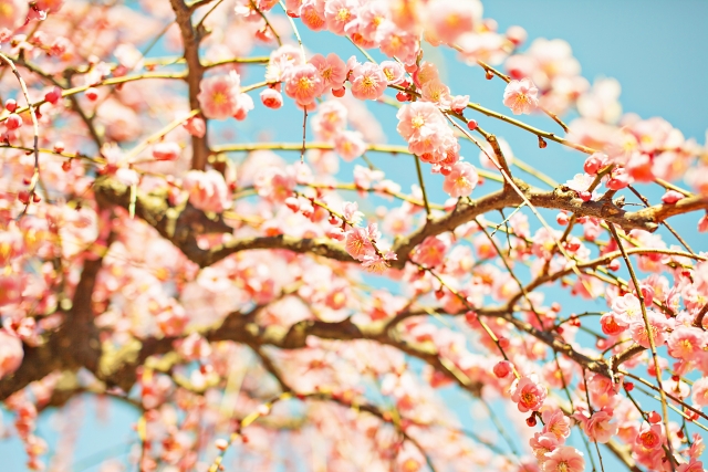 【変形性股関節症と正しく向き合うために】春は生活を見直す最高のチャンスです！